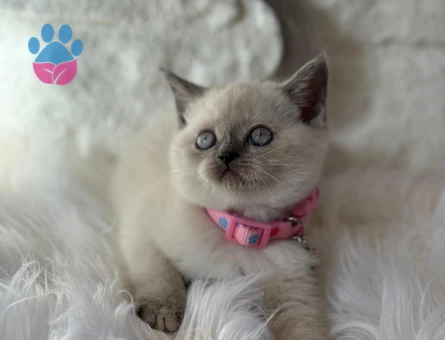 British Shorthair Bleupoint Dİşi 2 Aylık