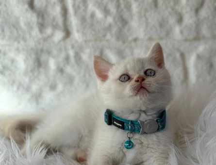 British Shorthair 2 Aylık Erkek