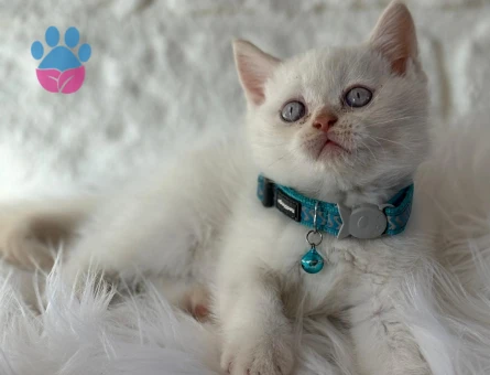 British Shorthair 2 Aylık Erkek