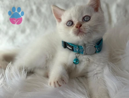 British Shorthair 2 Aylık Erkek