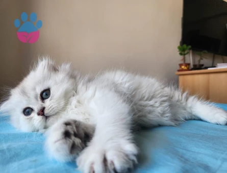 British Longhair Silver 2 Aylık Erkek