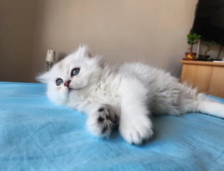 British Longhair Silver 2 Aylık Erkek