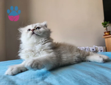 British Longhair Silver 2 Aylık Erkek