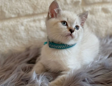 2 Aylık Point Yavrular