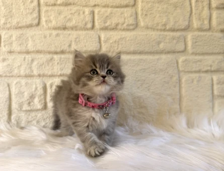 British Longhair Tabby 2 Aylık Dişi