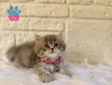 British Longhair Tabby 2 Aylık Dişi