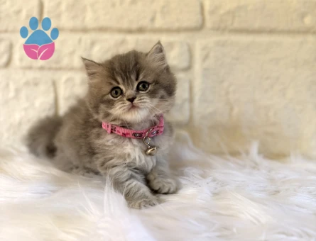 British Longhair Tabby 2 Aylık Dişi
