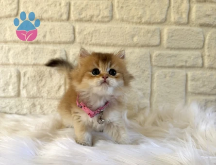 British Longhair Golden Dişi Yavrumuz 2 Aylık