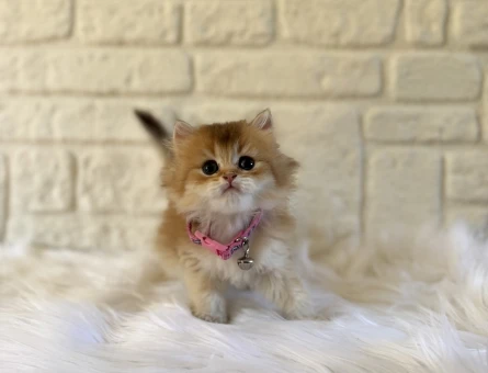 British Longhair Golden Dişi Yavrumuz 2 Aylık