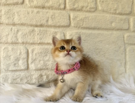British Shorthair Golden Ny12 Dişi