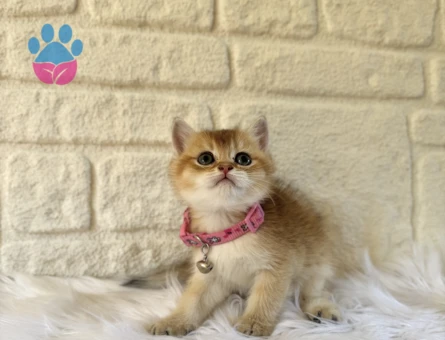 British Shorthair Golden Ny12 Dişi