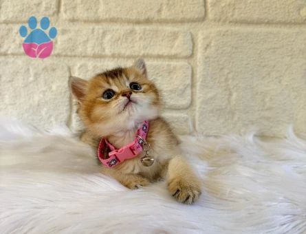 British Shorthair Golden Erkek Yavrumuz
