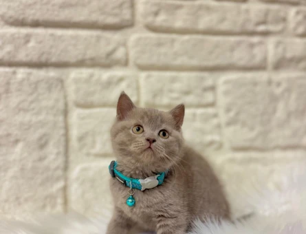 British Shorthair Lilac Erkek 2 Aylık Yavrumuz
