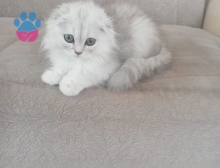 Scottish longhair erkek