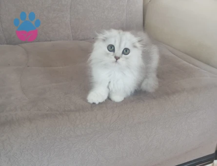 Scottish longhair erkek