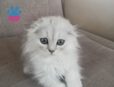 Scottish longhair erkek