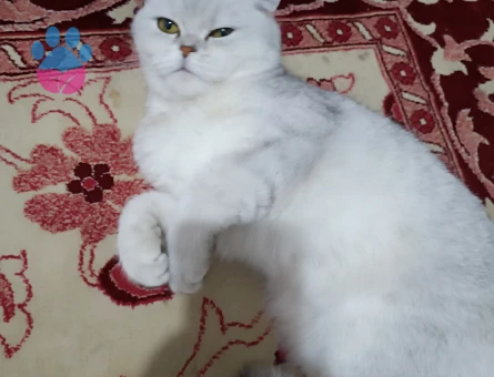 British Shorthair Miu için yuva arıyoruz