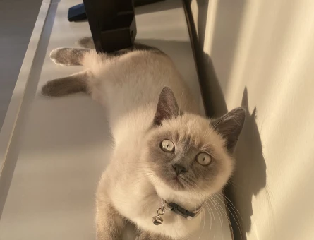 5 Aylık British Shorthair Erkek - 6595