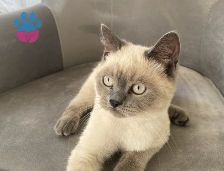 5 Aylık British Shorthair Erkek