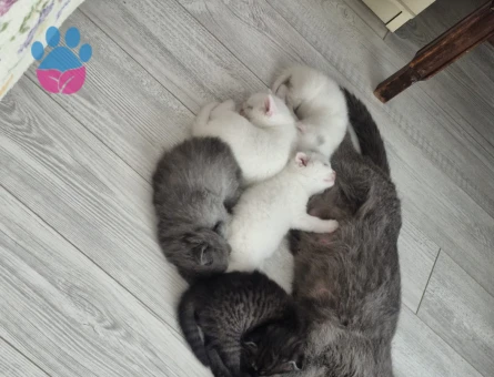 Sahiplendireceğimiz 5 Uysal Yavru