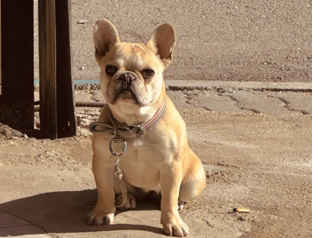 Frençh Bulldog - 6598