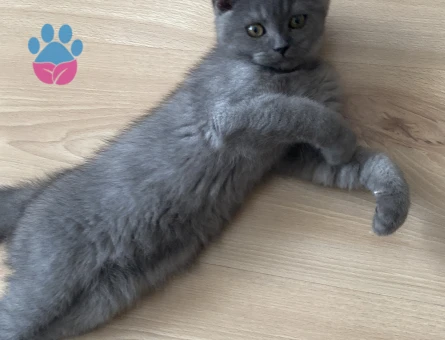 British Shorthair 1 Yaşında Yuva Arıyor