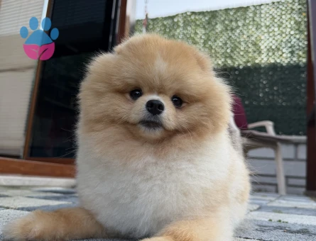 POMERİAN BOO 7 AYLIK BÜTÜN HERSEYİ TAM