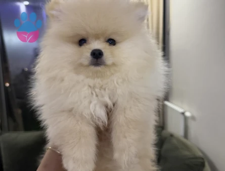 Sahibinden 3 aylık pomeranian boo