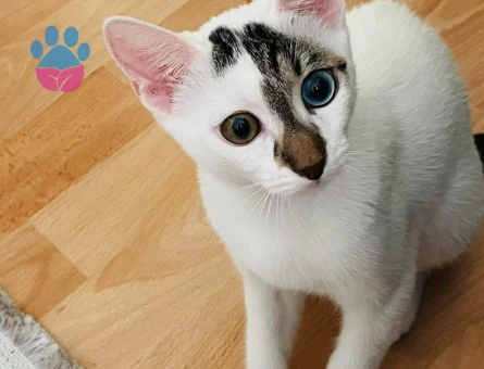 Van kedisi Kızım 6 Aylık Yuva Arıyor