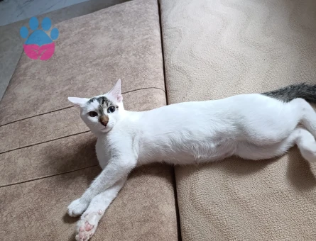 Van kedisi Kızım 6 Aylık Yuva Arıyor