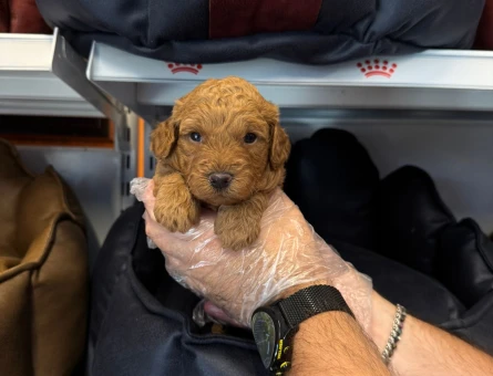Toy poodle yavrularımız - 6604