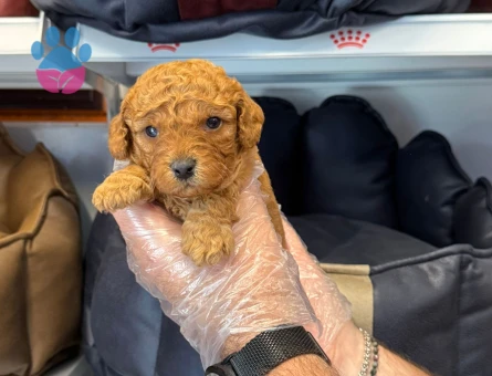 Toy poodle yavrularımız