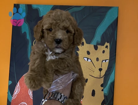 Toy poodle yavrularımız