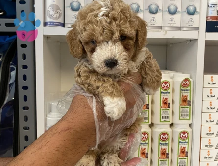 Toy poodle yavrularımız