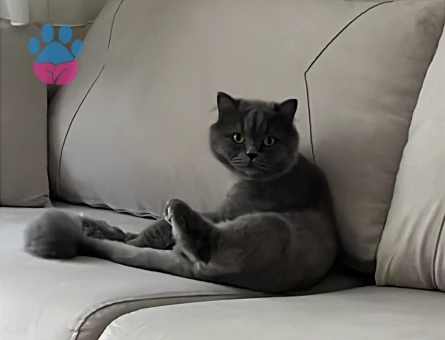 British Shorthair 2 Yaşında Erkek