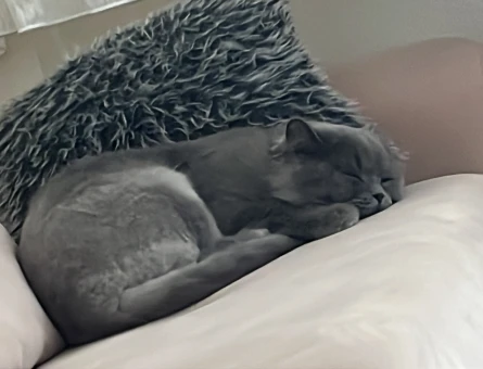 British Shorthair 2 Yaşında Erkek - 6606