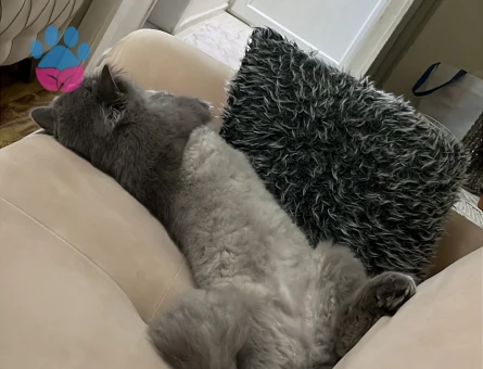 British Shorthair 2 Yaşında Erkek