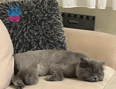 British Shorthair 2 Yaşında Erkek