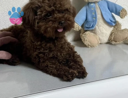 MUHTEŞEM GÜZELLİK DE TOY POODLE YARULARI - 6607