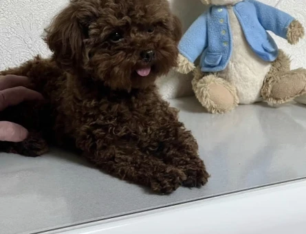 MUHTEŞEM GÜZELLİK DE TOY POODLE YARULARI - 6607