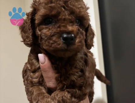 MUHTEŞEM GÜZELLİK DE TOY POODLE YARULARI