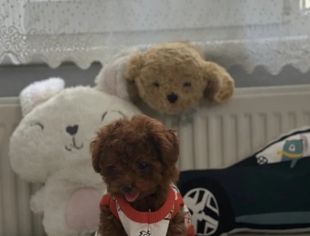 EN ÖZEL KORE KAN TOY POODLE YAVRULARIMIZ - 6608