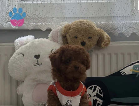 EN ÖZEL KORE KAN TOY POODLE YAVRULARIMIZ