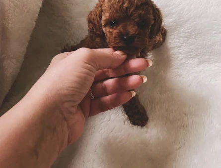 EN ÖZEL TOY POODLE YAVRULARI - 6609
