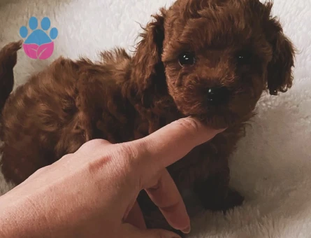 EN ÖZEL TOY POODLE YAVRULARI