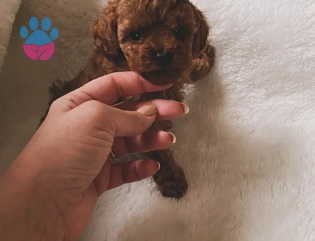 IRKININ EN MÜKEMMELİ TOY POODLE YAVRULARI