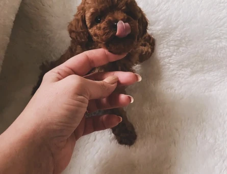 IRKININ EN MÜKEMMELİ TOY POODLE YAVRULARI - 6610