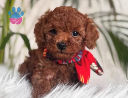 EŞSİZ GÜZELLİK DE TOY POODLE YAVRULARIMIZ - 6611