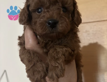 TATLILIĞIN EN MİNİK HALİ TOY POODLE BEBEKLER - 6615