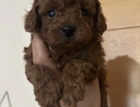 TATLILIĞIN EN MİNİK HALİ TOY POODLE BEBEKLER - 6615